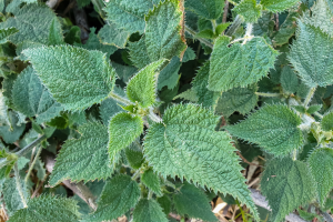Venomous Gympie-Gympie Plant Associated with Suicidal Thoughts Emerges in the UK