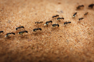 Researchers Expose Brazil’s Hidden Underground Ant Metropolis