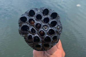 Trypophobia Research Sheds Light on Human Reactions to Visual Stimuli