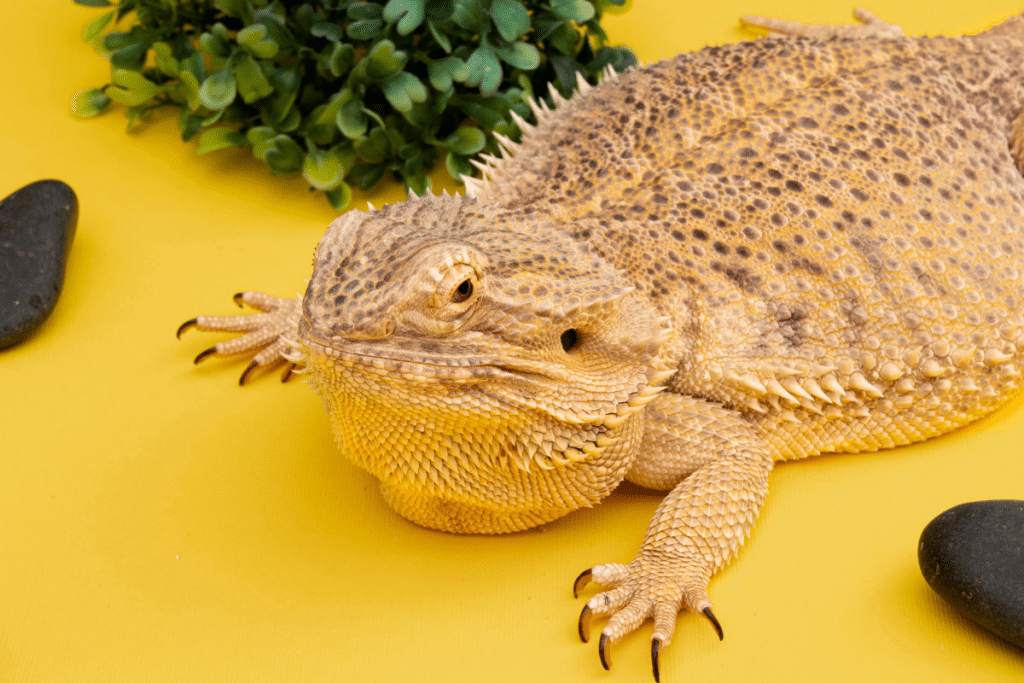 Salmonella Cases Linked to Pet Bearded Dragons medtigo
