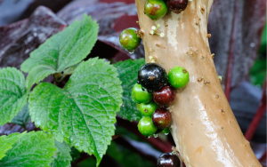 Study Reveals Jaboticaba Peel Reduces Blood Sugar and Inflammation