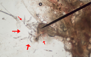 Sushi with a Side of Flatworm? Parasites Now Found in U.S. Fish