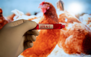 FDA Identifies H5N1 Contamination in RAWR Raw Cat Food: Public Health Advisory