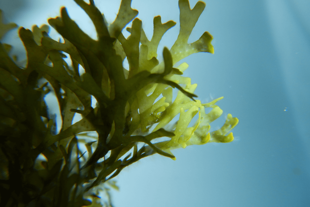 seaweed scaffolds for tissue engineering