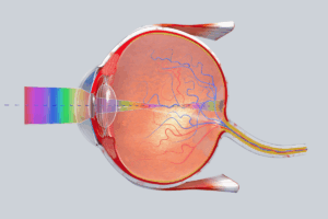 World’s First Human Implant of a 3D-Printed Cornea Restores Sight