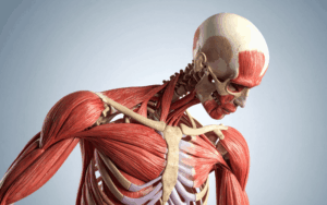 RyR1 Structural Alterations Explain Statin-Associated Muscle Dysfunction