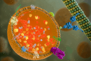 Researchers Identify a Brain Lysosomal Atlas That Reclassifies SLC45A1-Associated Disease as a Lysosomal Disorder