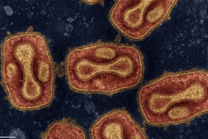 Evidence of MPXV Spillover from Rope Squirrels to Wild Mangabeys