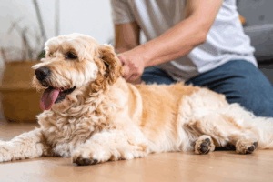 Dogs Emit Pollutants That May Influence Indoor Air Quality, Study Finds